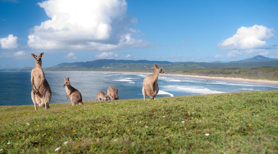 Les trois grands et au-delà : Les incontournables de l'Australie et de la Nouvelle-Zélande - background banner